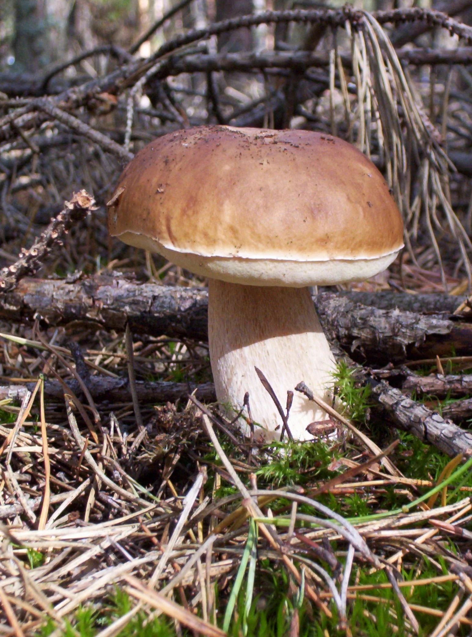Cèpe de Bordeaux dans son milieu forestier